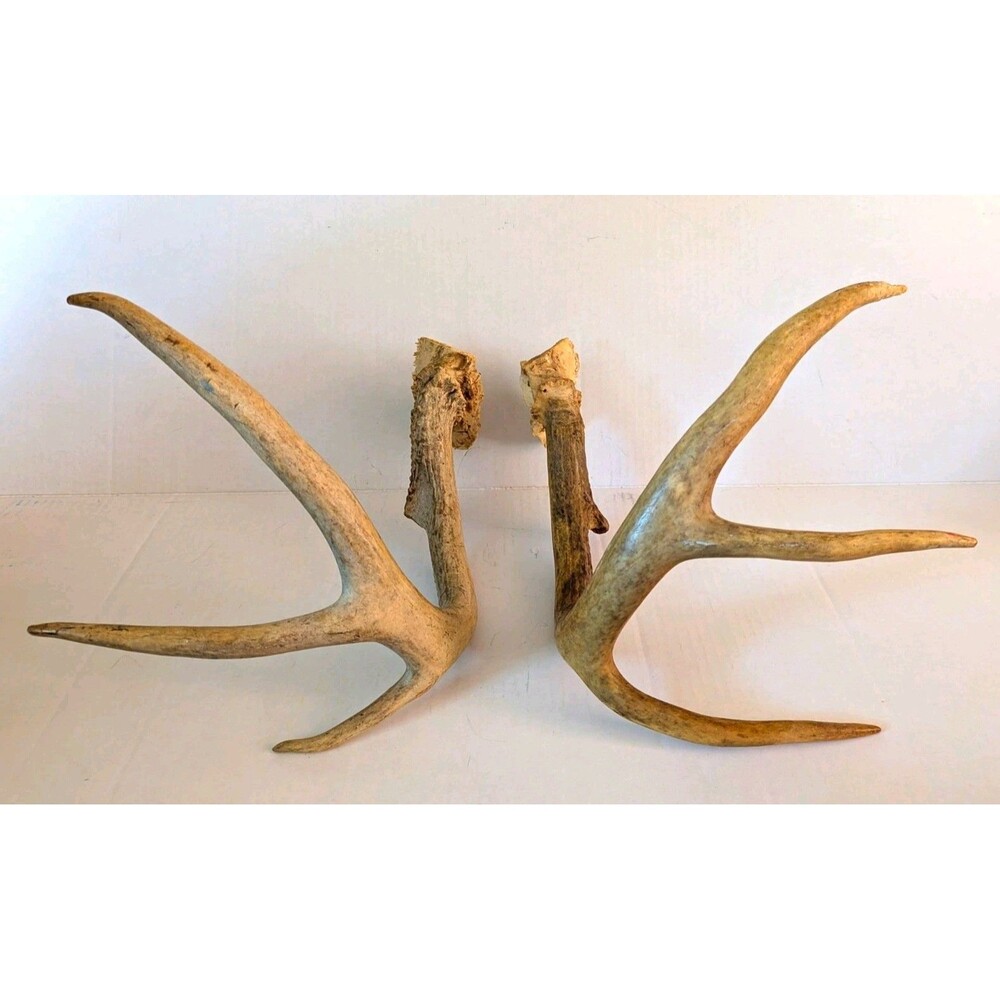 Lot 2 Real Deer Antlers Skull Cap Rack Rustic Cabin Taxidermy Decor Craft